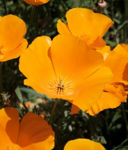 California Poppy