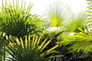 Mediterranean fan palm is a slow-growing palm species that adds a touch of exoticism to Bay Area landscapes. Drought-tolerant and cold-hardy, this palm thrives in full sun and well-drained soil, making it an excellent choice for Mediterranean-inspired gardens.