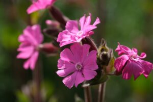 Rose campion is a charming biennial or short-lived perennial with silvery foliage and vibrant magenta flowers. Drought-tolerant and deer-resistant, rose campion thrives in sunny, dry conditions and self-seeds readily, creating a cottage garden atmosphere in Bay Area landscapes.